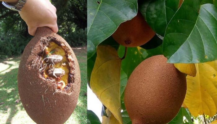 9 Manfaat Luar Biasa Buah Kluwek bagi Kesehatan Tubuh yang Harus Anda Ketahui