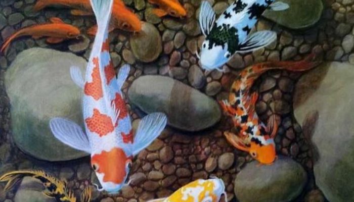 5 Fakta Menarik Ikan Koi: Rahasia Umur Panjang Hingga 200 Tahun