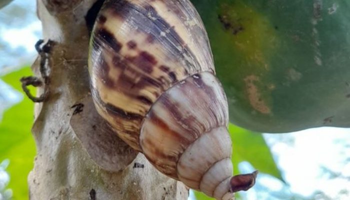 Mengungkap Fakta Unik Siput Bisa Tidur Selama 3 Tahun!