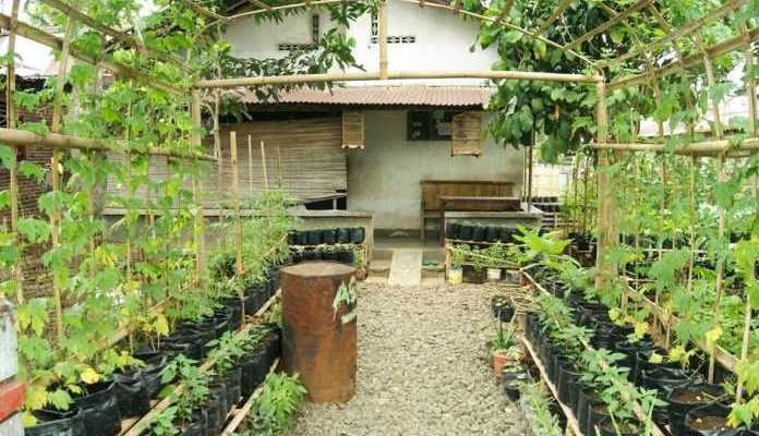 Berkebun di Lahan Sempit? Tidak Masalah! Panduan Lengkap Bercocok Tanam di Pekarangan Terbatas