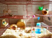 Cara Mudah Membuat Kandang Hamster dari Kawat Sendiri