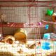 cara membuat kandang hamster dari kawat