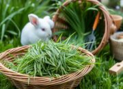 Cara Membuat Pakan Kelinci dari Rumput dengan Mudah